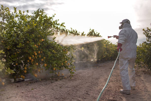 Best Termite Control Services  in Lake Mohegan, NY