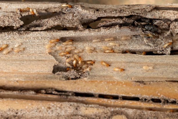 Best Emergency Pest Control  in Lake Mohegan, NY
